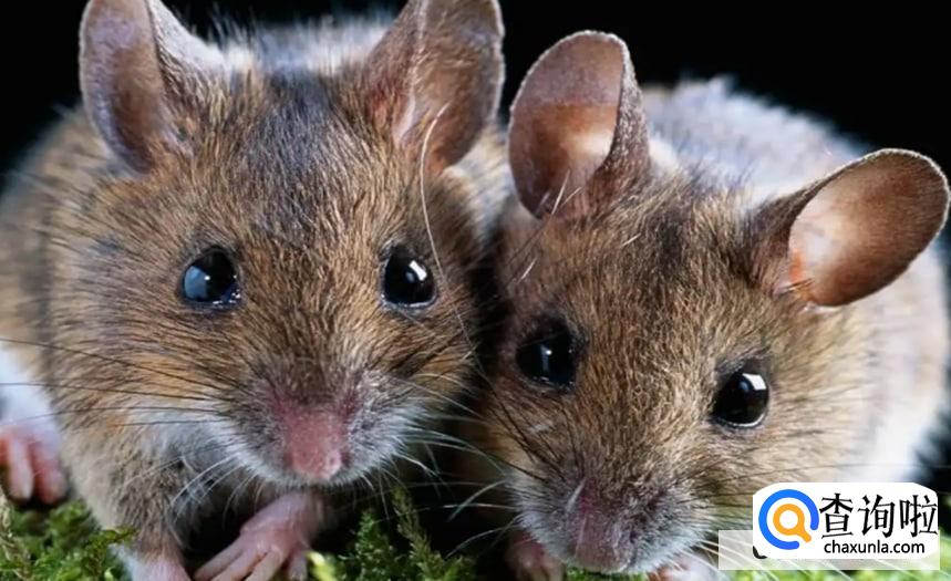 怎么驱赶老鼠有效