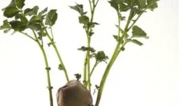 土豆发芽了就扔了吗