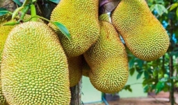 吃菠萝蜜的7大禁忌是什么？