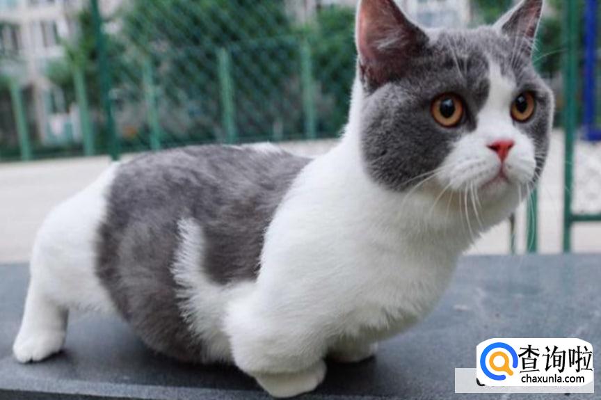 猫咪应该怎么溜