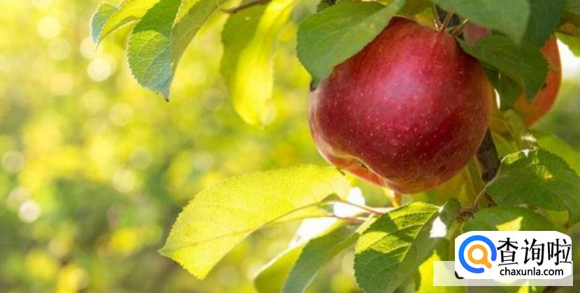 润肺养肺的水果有哪些