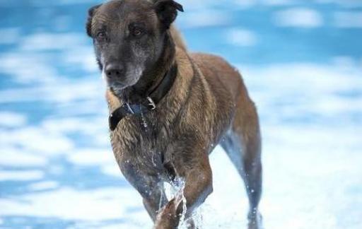 为什么马犬不合适家养