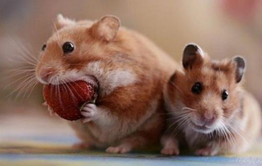 仓鼠的品种有哪些区别?