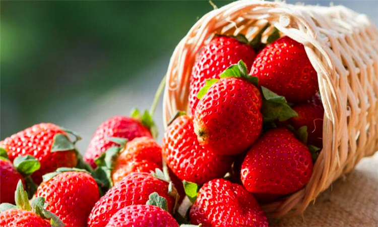 草莓是什么季节的水果