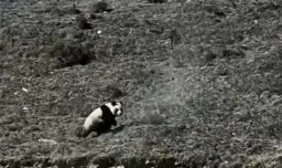 网传青海现野生大熊猫 是真实的吗？