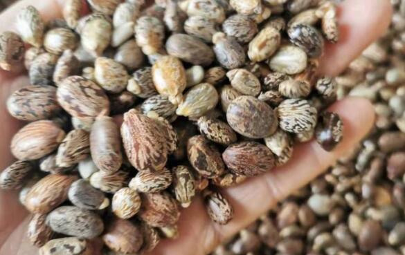 蓖麻子的功效与作用