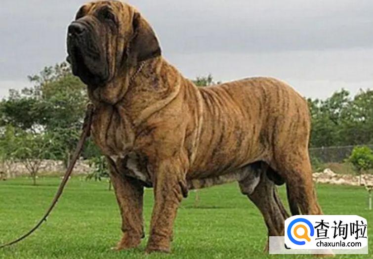 中国十大禁犬都有哪些