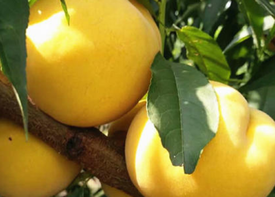 黄桃属于什么水果