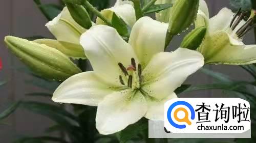 百合花代表什么意思