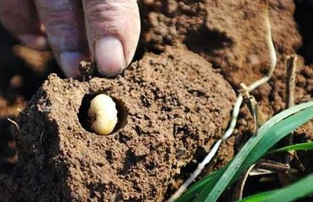 为什么有些昆虫在寒冷的冬天冻不死