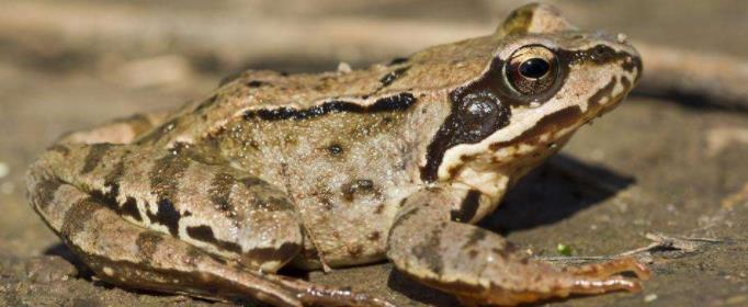 为什么两栖动物的皮肤总是湿漉漉的