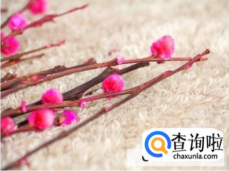 银柳发霉了处理措施