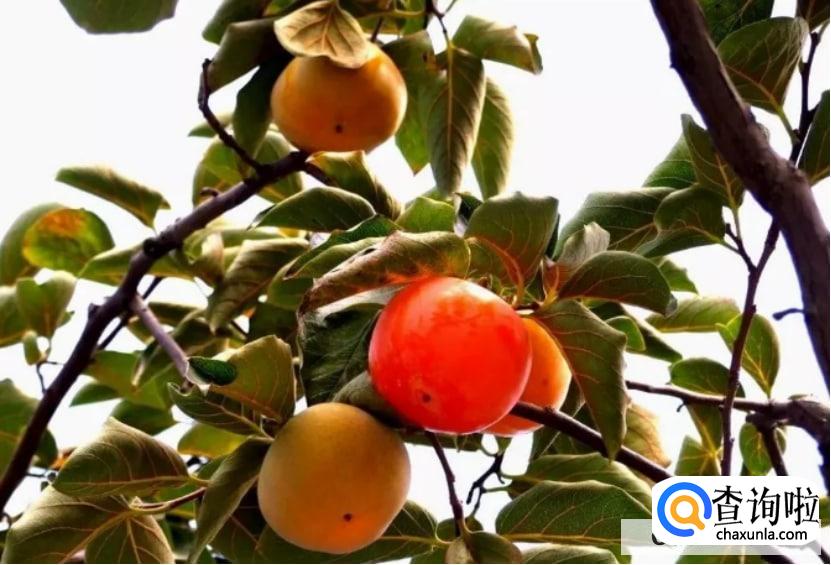 怎么嫁接柿子树