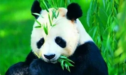 大熊猫寿命是多少年