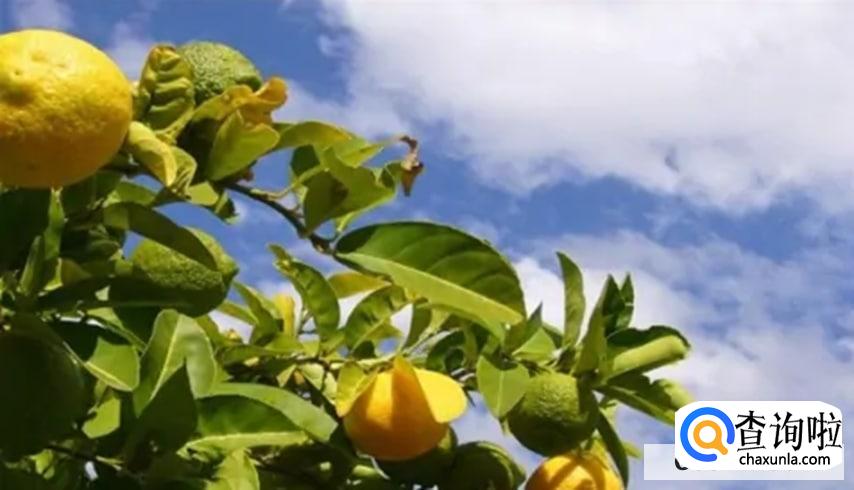 种植柠檬苗时要注意哪些事项