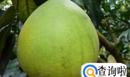 柚子的功效与作用好处,柚子食用有哪3个忌讳