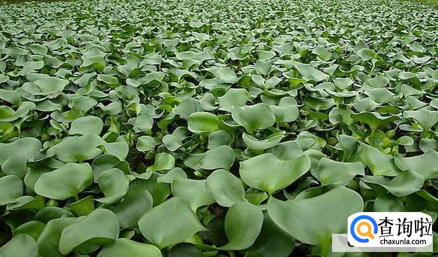 水缸里适合养什么植物呢