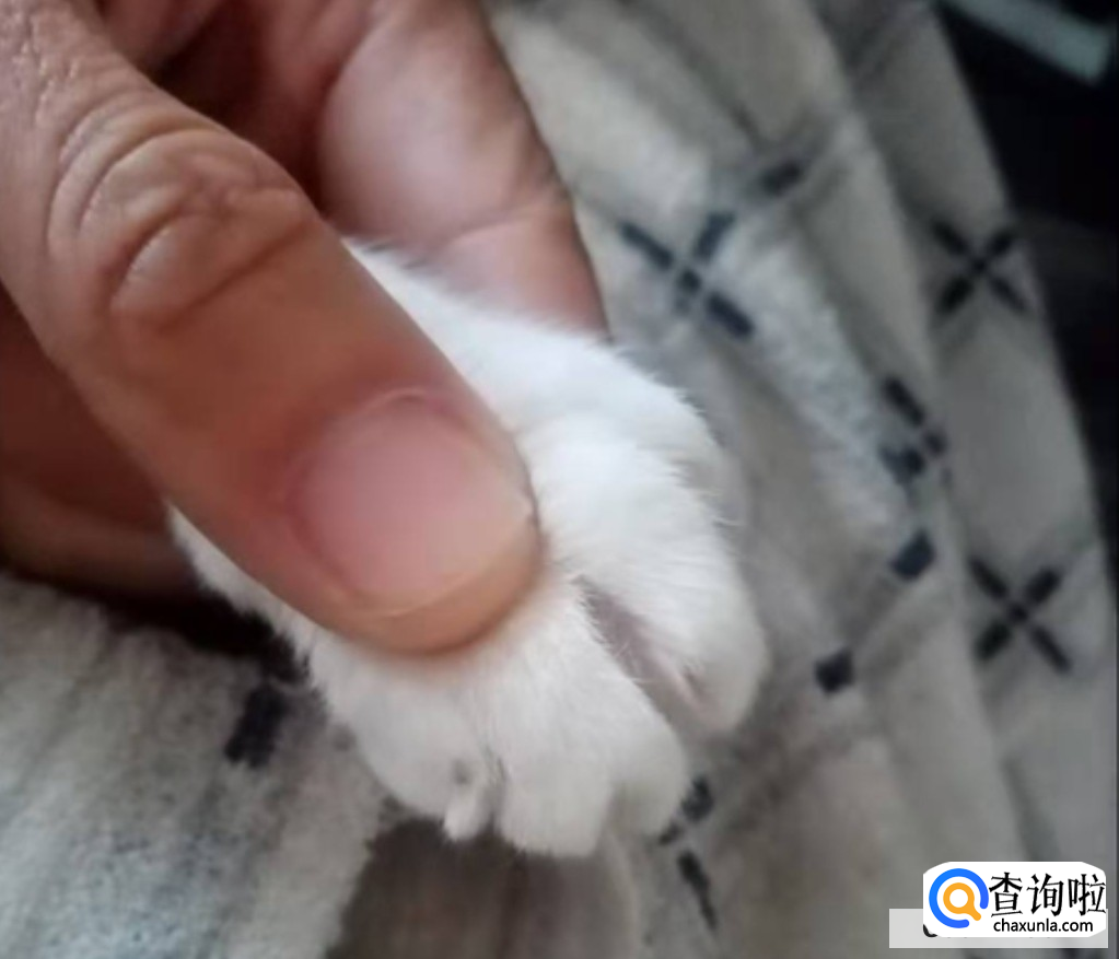 怎么给猫咪剪指甲
