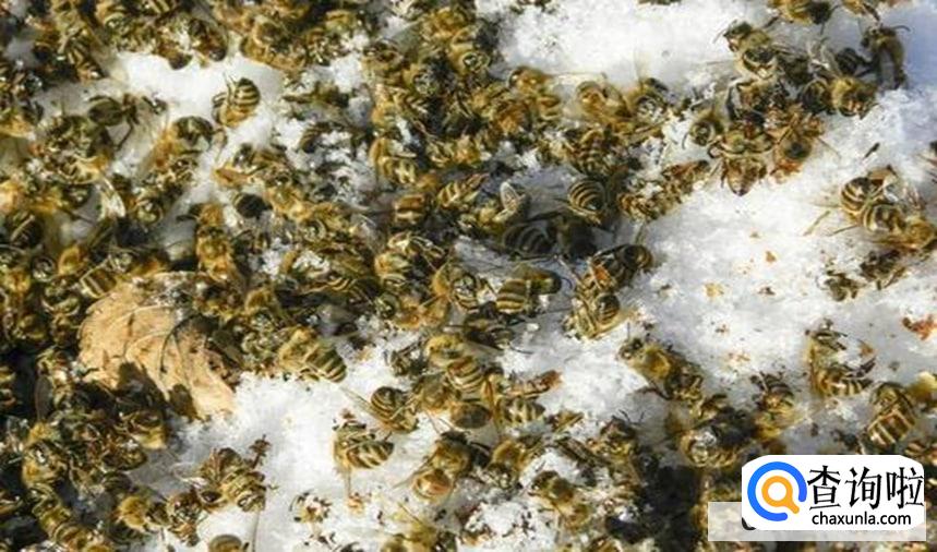 冬天蜜蜂放在哪里比较合适