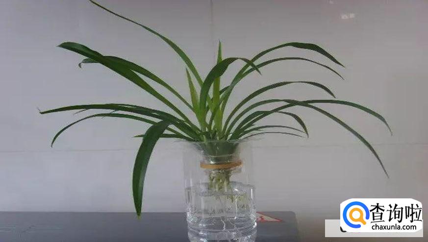 雪碧养花有什么作用吗