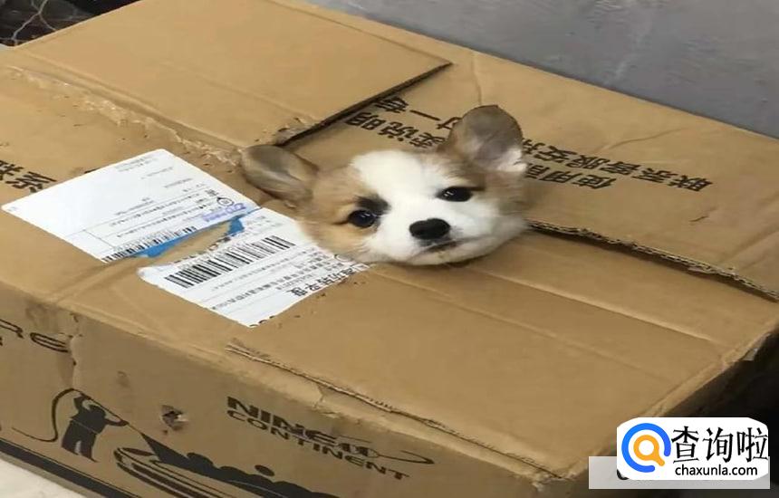 如何快递宠物到别的城市