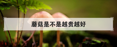蘑菇是不是越贵越好