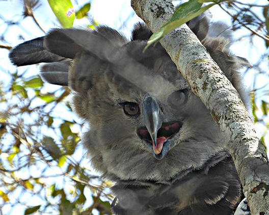 世界上最大的鸟