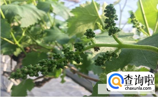 有花穗后怎么修剪葡萄