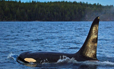 南极有哪些动物