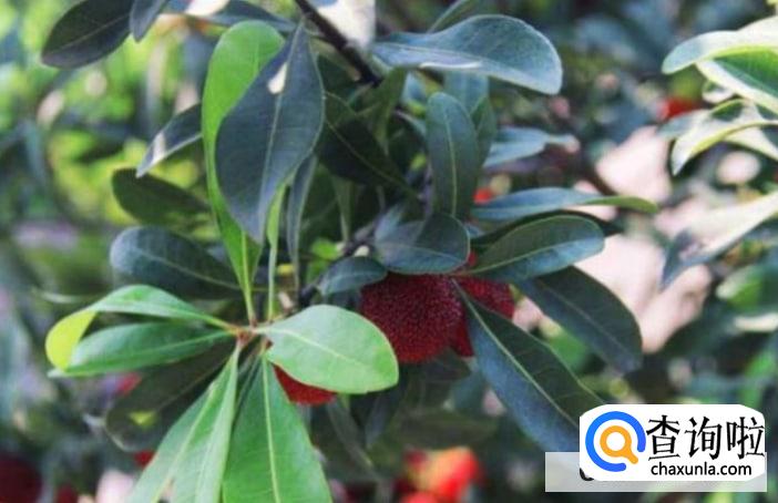 杨梅树怎么种植成活率高