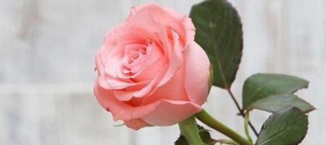 粉玫瑰代表什么意思