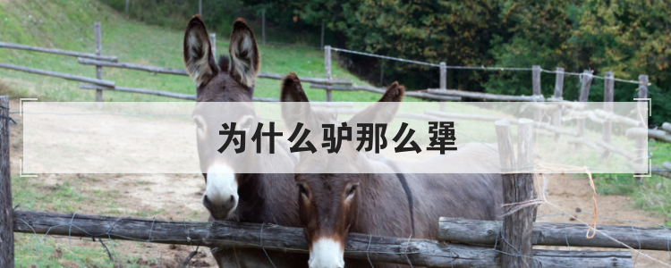 为什么驴那么犟
