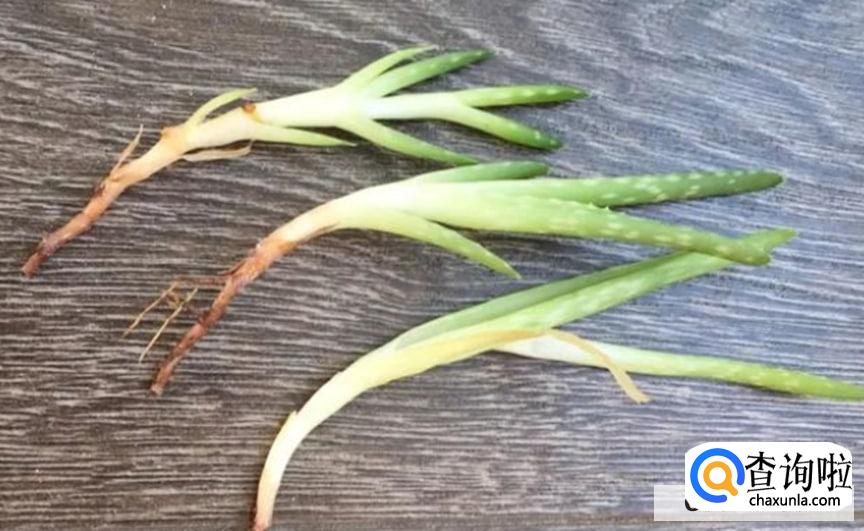 多肉繁殖的方法