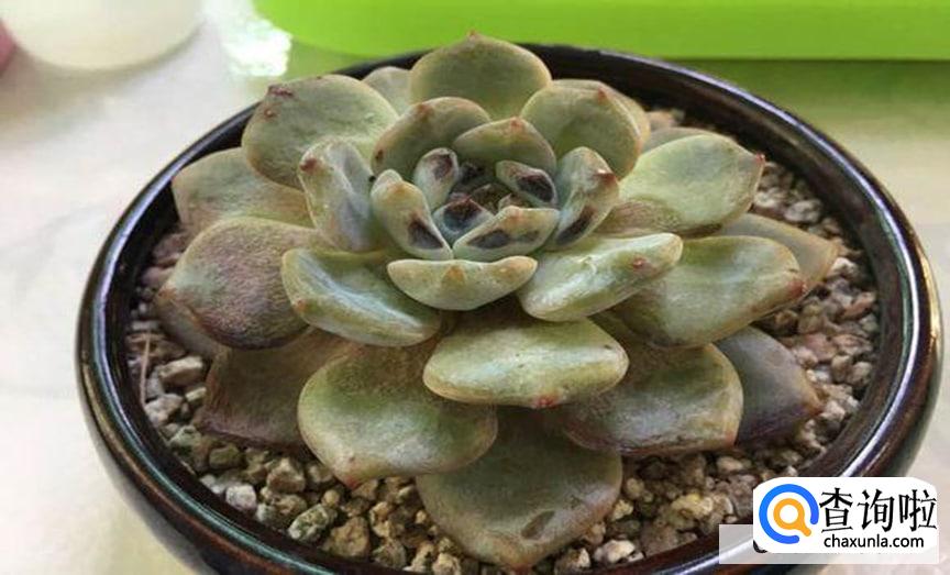 多肉晒伤了怎么处理比较好