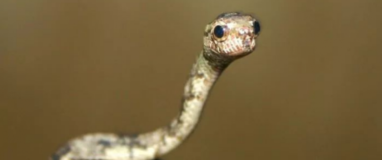 关于蛇的成语大全