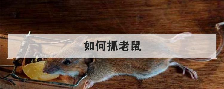 如何抓老鼠