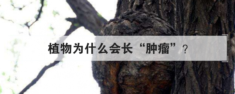 植物为什么会长肿瘤