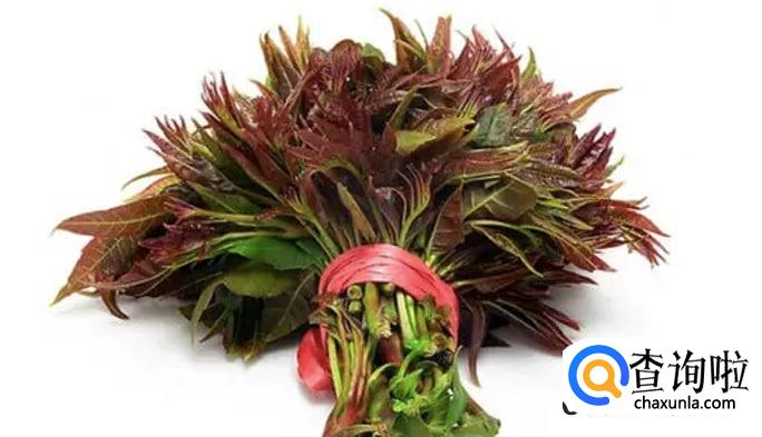 香椿的食用注意事项有哪些