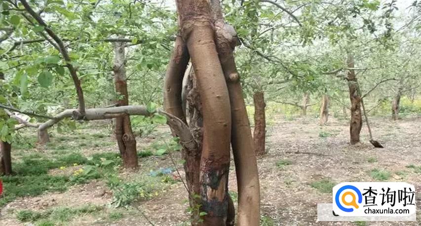 植物吸收污染物的原理是怎么样的