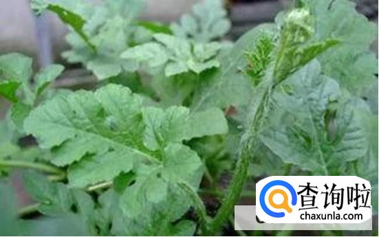 怎样给西瓜整枝