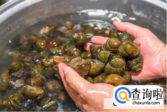 田螺清洗又快又干净的方法