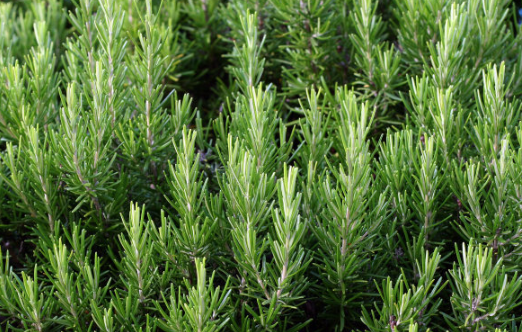 迷迭香是什么&nbsp;