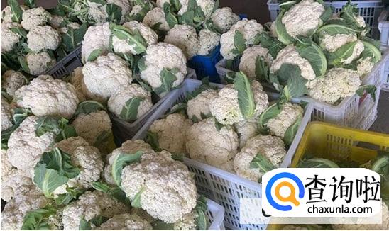 生花菜怎么储藏的时间长