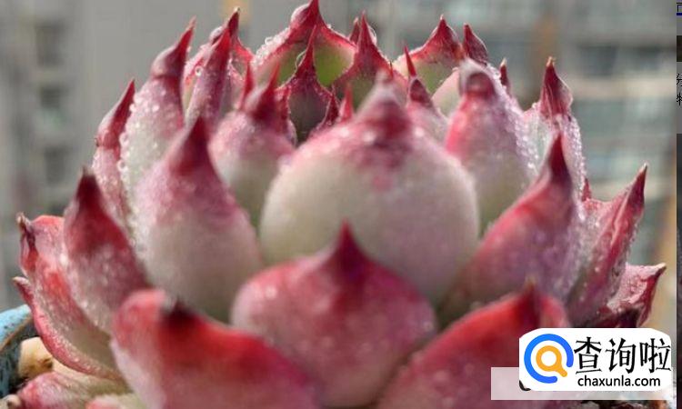 多肉怎么养才能活的更久?