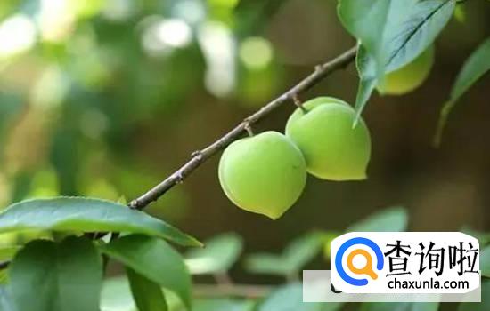 青梅的功效有那些