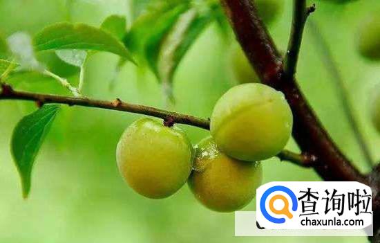青梅的功效有那些