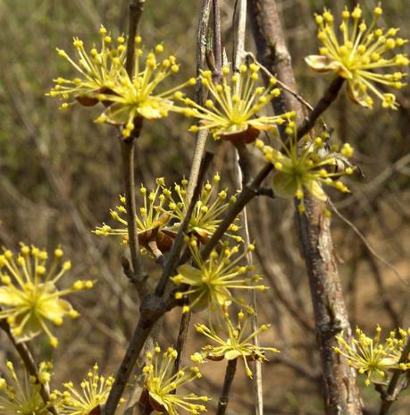 茱萸是什么植物