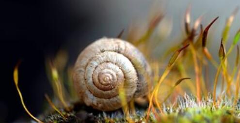 蜗牛吃什么