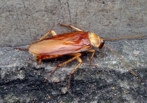 房子有蟑螂该如何处理