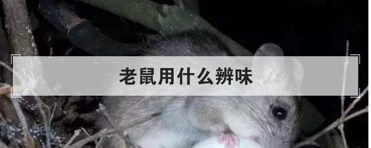 老鼠用什么辨味